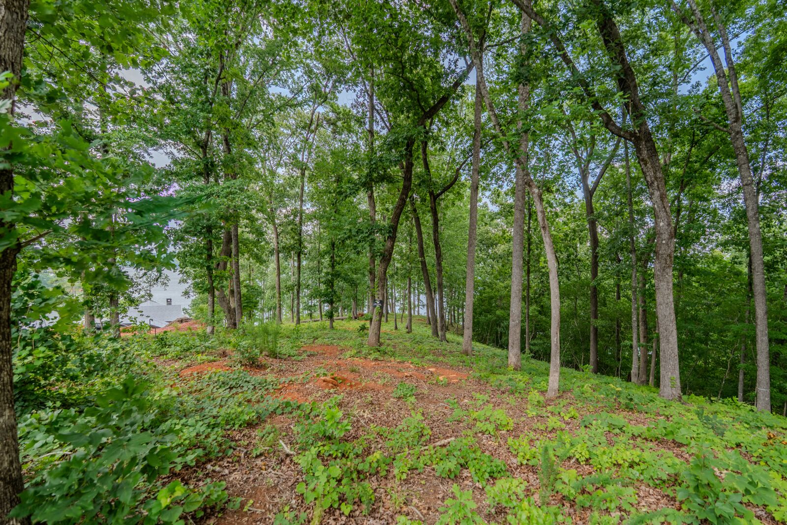 Mixed hardwoods on the homesite