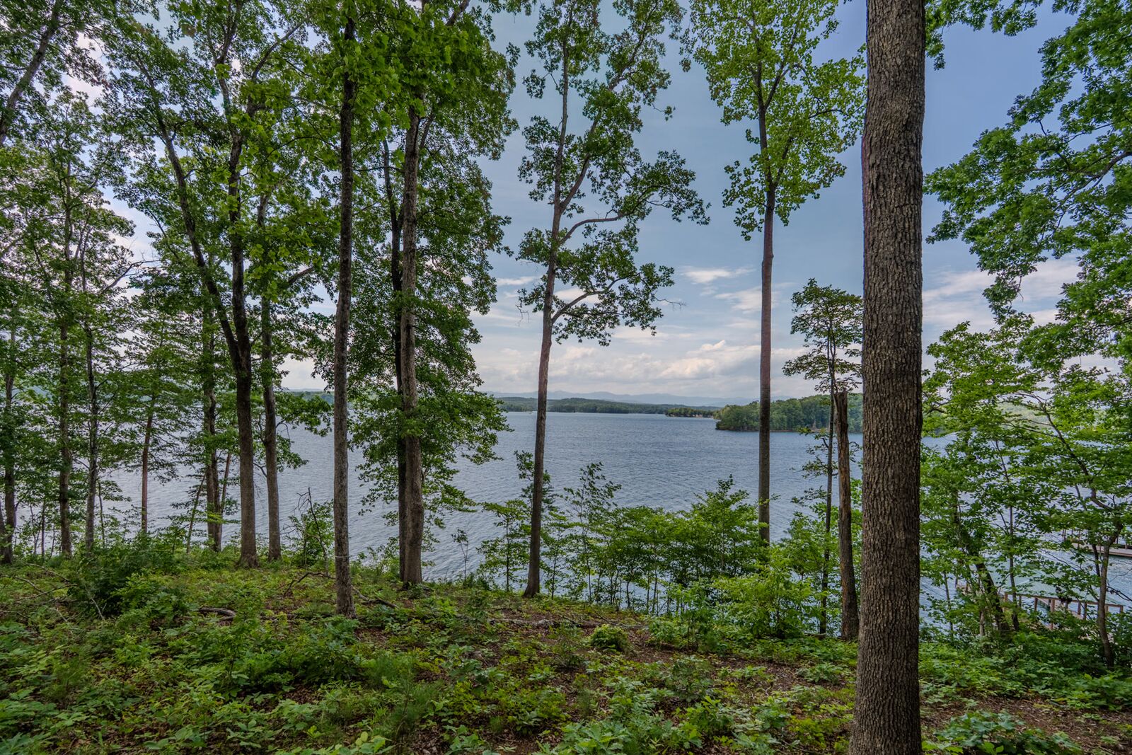 Through the hardwoods to the water