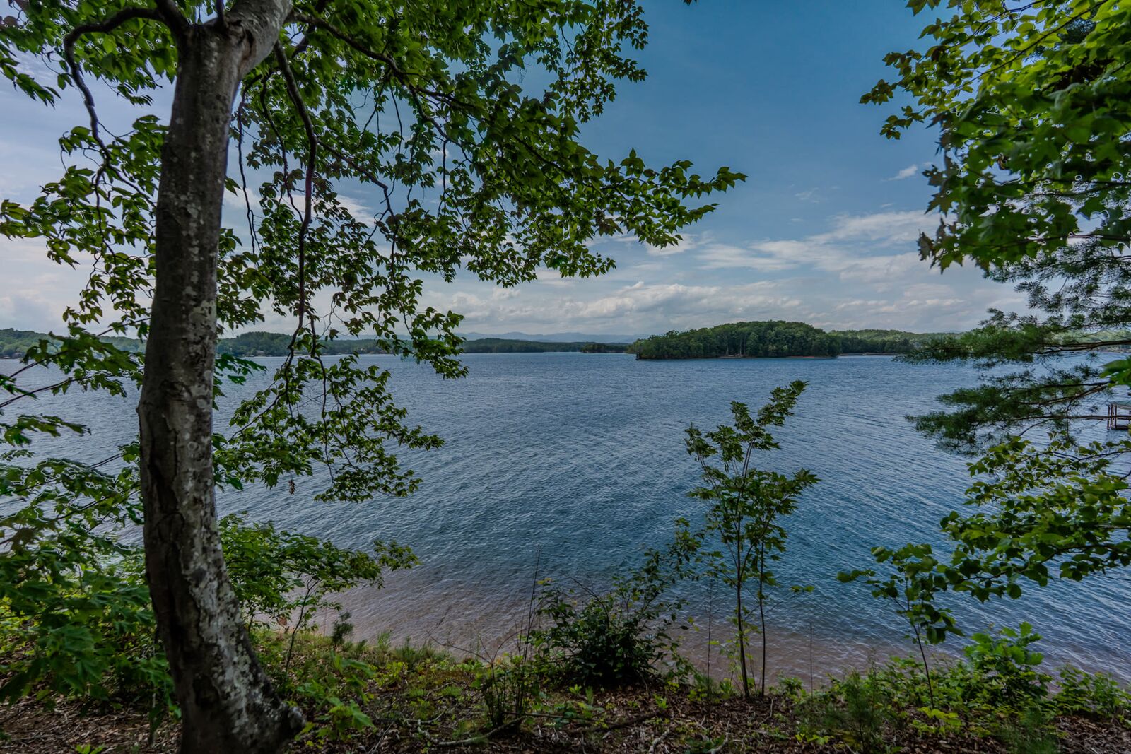 The view through the trees